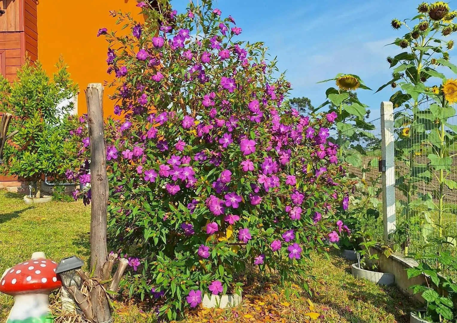 Casa de hóspedes Recanto dos Pássaros Urubici Brasil